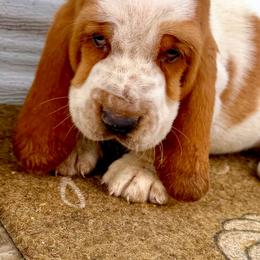 Jeffro - Red and white male Basset Hound puppy in Conway, Missouri from Ozark Mountain Kennel