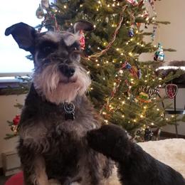 Tucker - Miniature Schnauzer