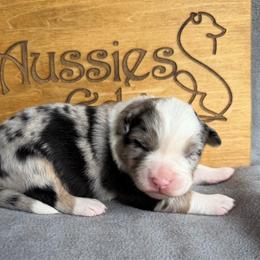 DeVaux - Blue merle female Australian Shepherd puppy in Tuftonboro, New Hampshire from Aussies Edge Farm