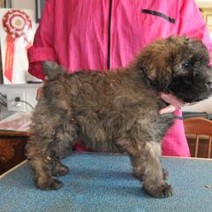 Bouvier des Flandres Puppies from Always Bouviers