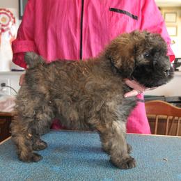 Bouvier des Flandres Puppies from Always Bouviers