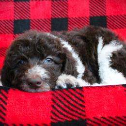 Macaroni - Parti male Labradoodle puppy in Lanexa, Virginia from Lees Reach Farm