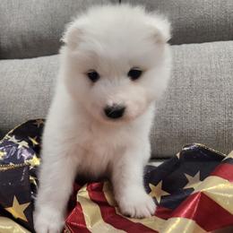 Merica (lt. Blue collar) - White female Samoyed puppy in Morgan, Utah from Carriage Court Kennels