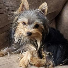 Teddy Bear - Yorkshire Terrier