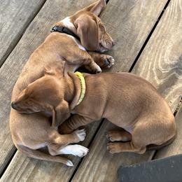 Dachshund Puppies from Witchy Woman’s Wiener’s