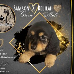 Dachshund Puppies from T’s D’Vine Doxies