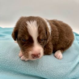 Waffles - Red tri-color Australian Shepherd puppy in Vista, California from Cummings Family Aussies
