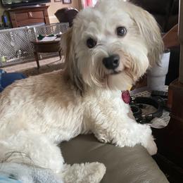 Baron - Havanese