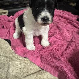 Male 4 - Parti male Miniature Schnauzer puppy in Pearland, Texas from K & S Schnauzers