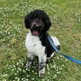 Goose - Goldendoodle
