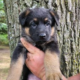 German Shepherd Puppies from Fern Hill Kennel