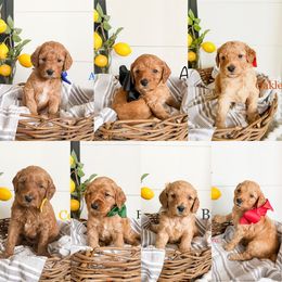Goldendoodle Puppies from Doodle Love ❤️ Goldendoodle puppies