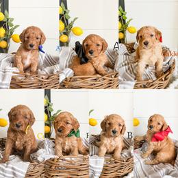 Goldendoodle Puppies from Doodle Love ❤️ Goldendoodle puppies