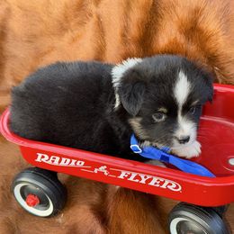 Boy 3 - Black tri male Miniature Australian Shepherd puppy in Graham, North Carolina from Thompson Farm Mini Aussies