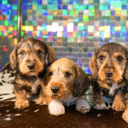American Corgi, Dachshund, and Pembroke Welsh Corgi Puppies from Shining A Lowriders & Co.