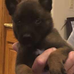 Belgian Malinois Puppies from Tactimal K9 Kennels