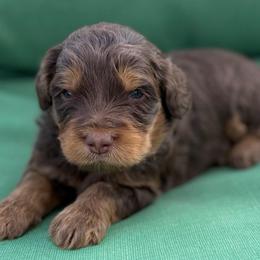 Green collar boy - Phantom male Bernedoodle puppy in Colorado Springs, Colorado from Mercy Mountain Bernedoodles