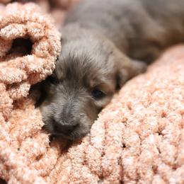 Zion - Cream male Dachshund puppy in Eaton, Ohio from Miniature Alphas Dachshunds