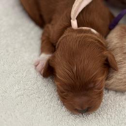 Female Spot 2 - Red  female Goldendoodle puppy in Idaho Falls, Idaho from Triple H puppies