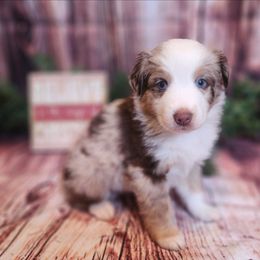 Pugsley - Red merle male Miniature Australian Shepherd puppy in Macomb, Missouri from Faunus Farms and Aussies