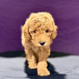 Ron - Red  male Poodle puppy in Bells, Texas from Partridge Doodles and Poodles