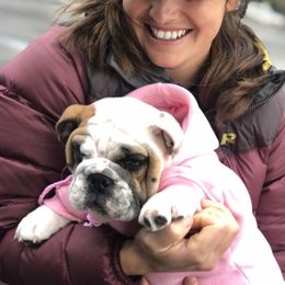 Bulldog Puppies from Farm Strong Bulldogs