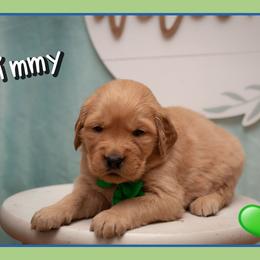 Jimmy - Dark golden male Golden Retriever puppy in Driggs, Idaho from SK Golden Retrievers