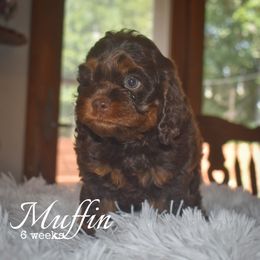 Muffin - Brown and tan female Cockapoo puppy in Myerstown, Pennsylvania from The Cocker Cingdom