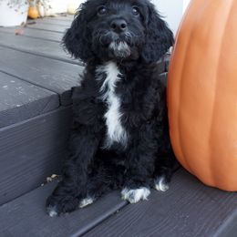 Flynn - Black and white male Cockapoo puppy in Bethlehem, Georgia from Darling Doodles