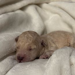 Silk - Cream male Labradoodle puppy in Blythwood, South Carolina from Exotic and Designer Doodles