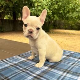 Tonya - Cream female French Bulldog puppy in Citrus Heights, California from Cali Rooted Bullyz