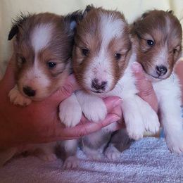 Shetland Sheepdogs from Maple Leaf Shelties