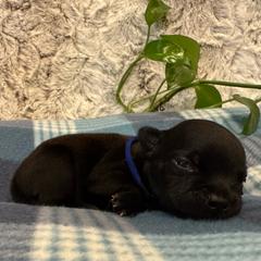 Blue Collar Male - Black and white male Staffordshire Bull Terrier puppy in Princeton, Minnesota from Thor’s Beagles & Maha’s Staffy