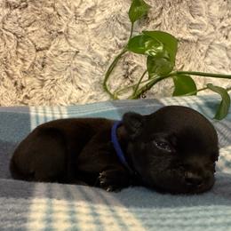 Blue Collar Male - Black and white male Staffordshire Bull Terrier puppy in Princeton, Minnesota from Thor’s Beagles & Maha’s Staffy