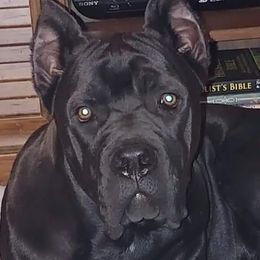Prue - Cane Corso