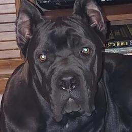Prue - Cane Corso