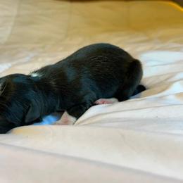 Elizabeth - Black and white female Border Collie puppy in Franklin, Maine from Broad Meadow Borders