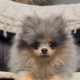 Pomeranian puppies from SW Frenchies