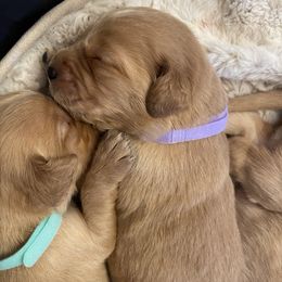 Golden Retriever Puppies from Tradershire Goldens