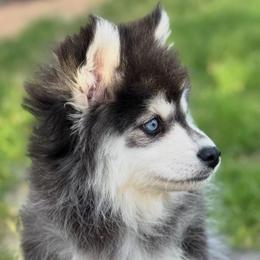 Oakley - Black and white male Pomsky puppy in Mesa, Arizona from Platinum Pomskies