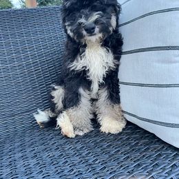 Finn - Bernedoodle puppy from Country Ridge Puppies