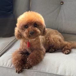 Amy - Poodle