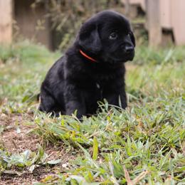 Boy 1 - Black male Labrador Retriever puppy in Seymour, Tennessee from Pride of the Southland Labs