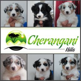 Australian Shepherd Puppies from Cherangani Hills Australian Shepherds