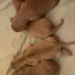 Male 2 - Yellow male Labrador Retriever puppy in Wardensville, West Virginia from Sager’s Labrador Puppies