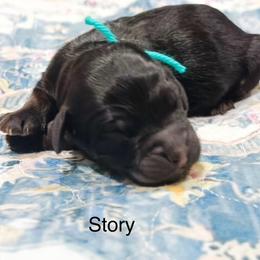 Story - Phantom female Goldendoodle puppy in Pasco, Washington from Camp Doodle Woods