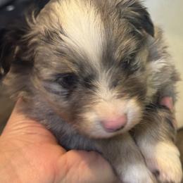 Brûlée - Merle male Pomsky puppy in Sturgis, Kentucky from Furever Pomskies