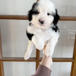 Dasher - Black tri-color male Aussiedoodle puppy in Heber City, Utah from Junipersdoodles