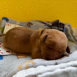 Hearts - Yellow female Labrador Retriever puppy in Melrose, New Mexico from ECMO Farm Dalmatians & Labrador Retrievers