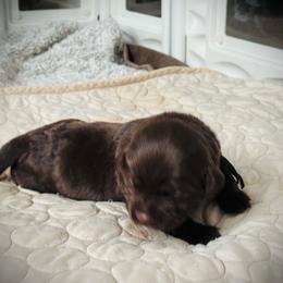 Timber - Chocolate male Labrador Retriever puppy in Penn Valley, California from High Quality Labrador Retrievers and French Bulldogs